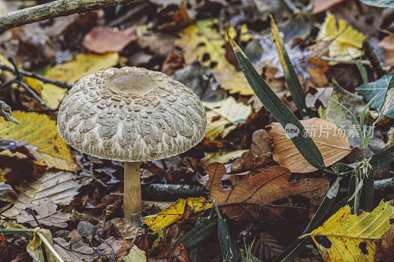 Macrolepiota procera